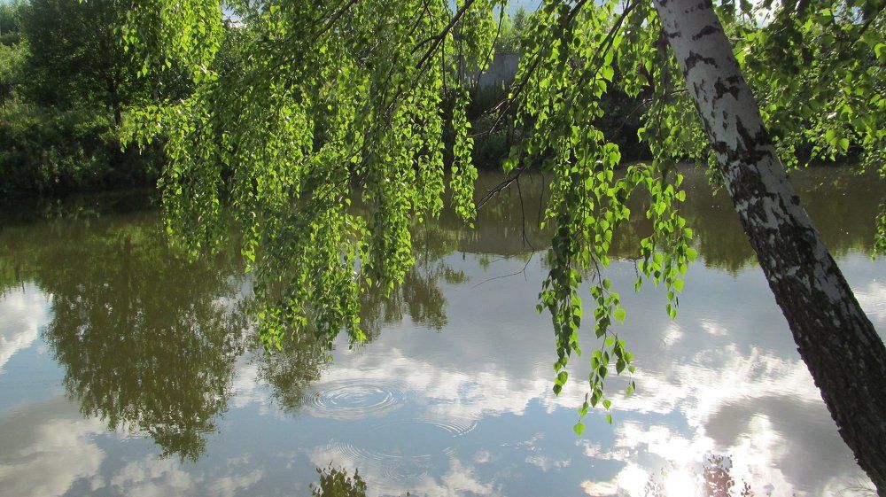 Берёза у пруда