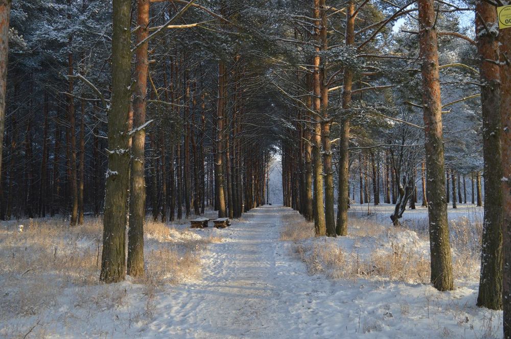 хвойный лес