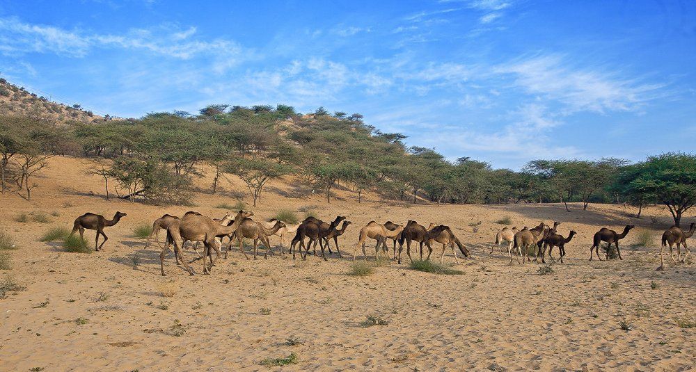 Grazing Land