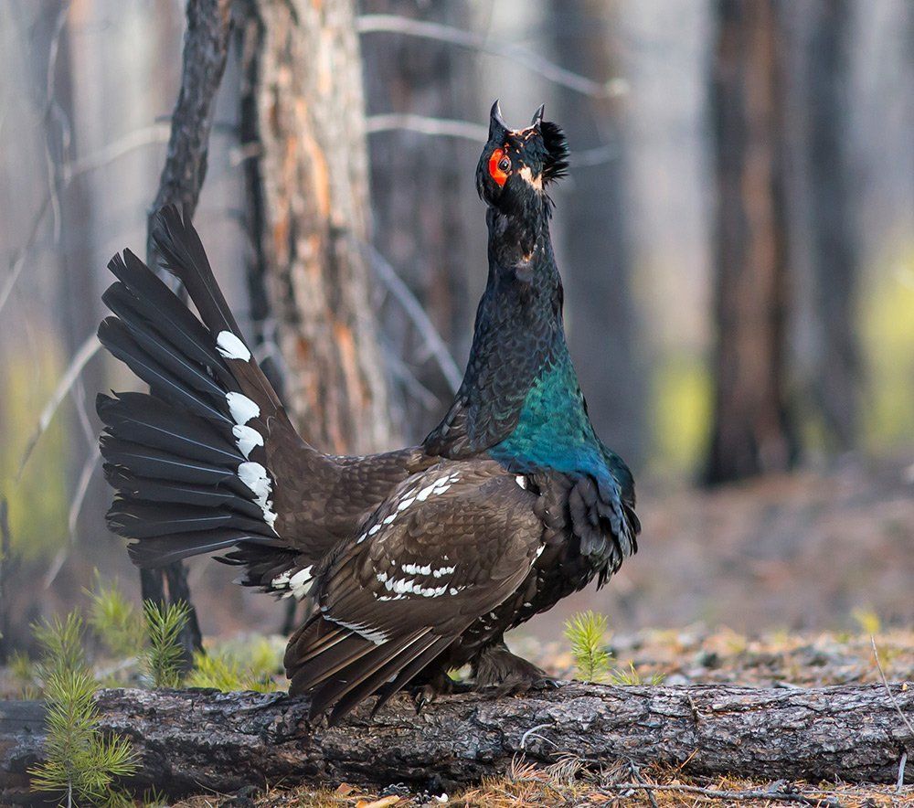 Бывалый вояка...