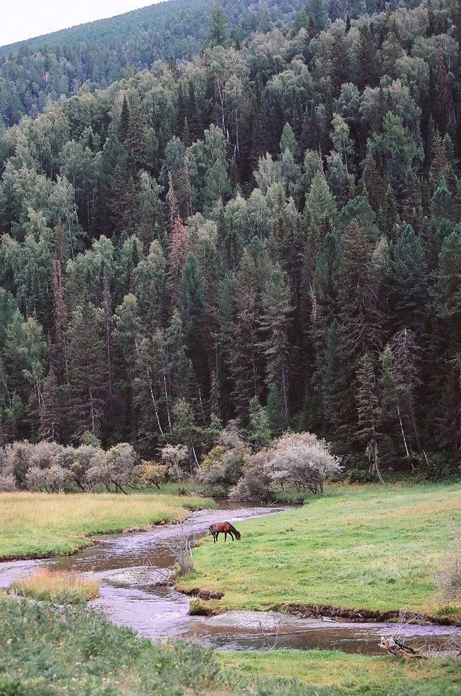 Конь у речки
