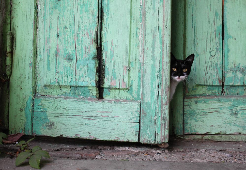 Котэ Краснодара