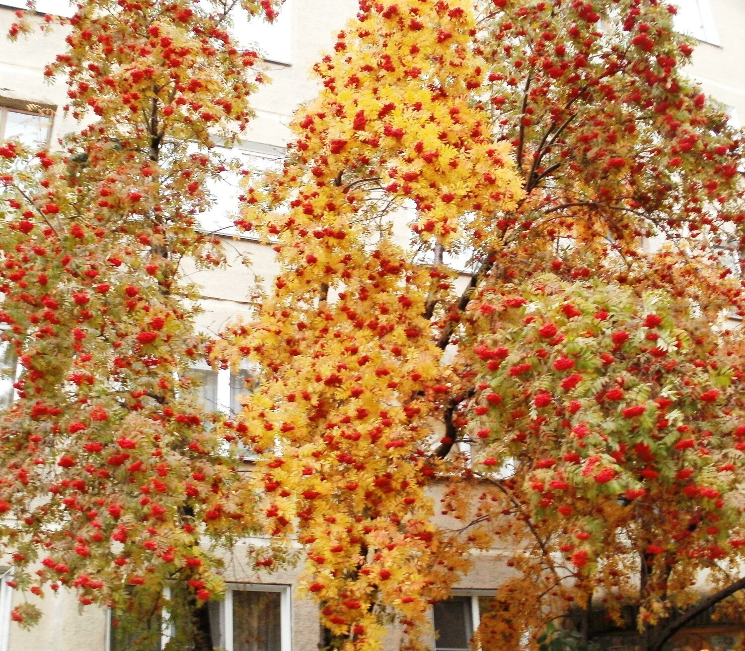 Рябиновое разноцветье