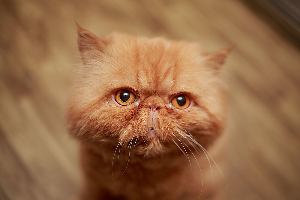 Котлеты есть? А найду?