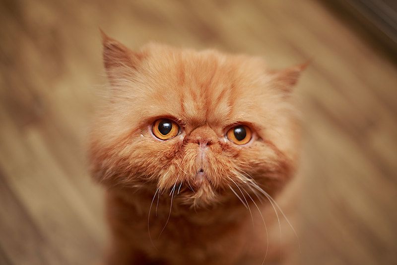 Валентин, Russia