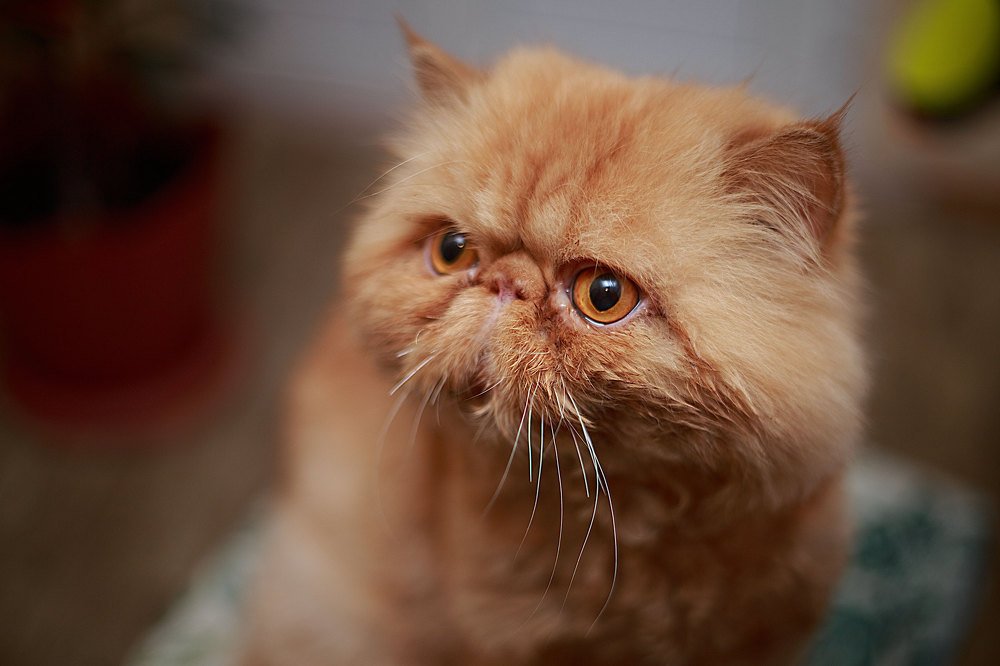 А чёй-то я? Я тут вообще мимо сидел!