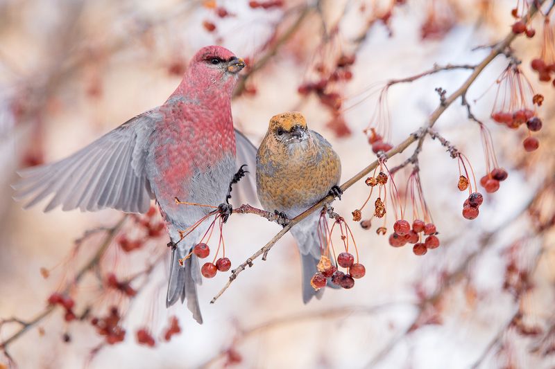 Sosnovskikh Viacheslav, Russia