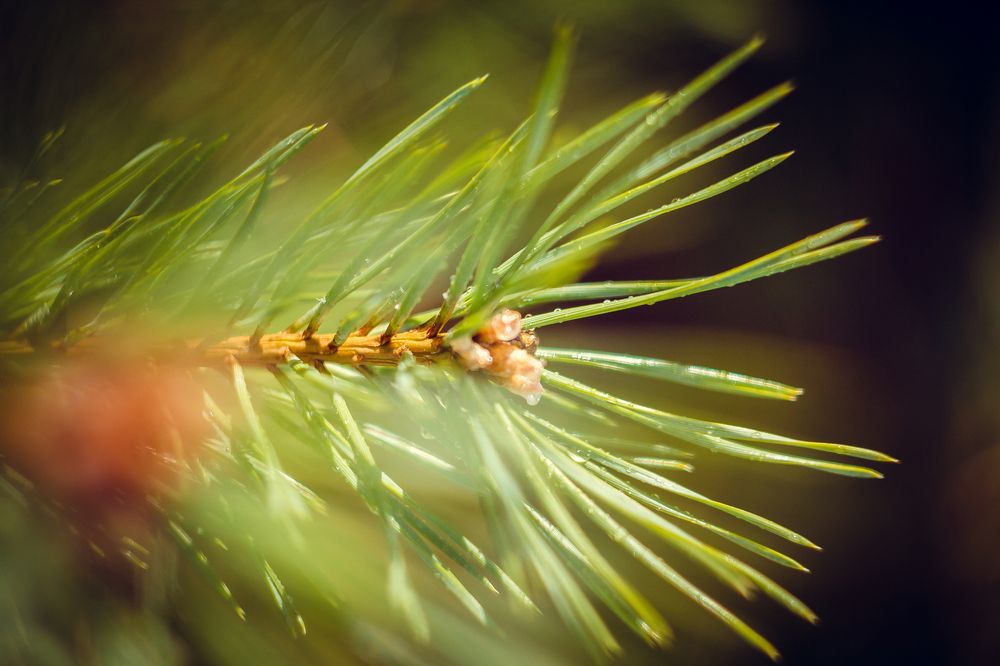 Photograph by Татьяна