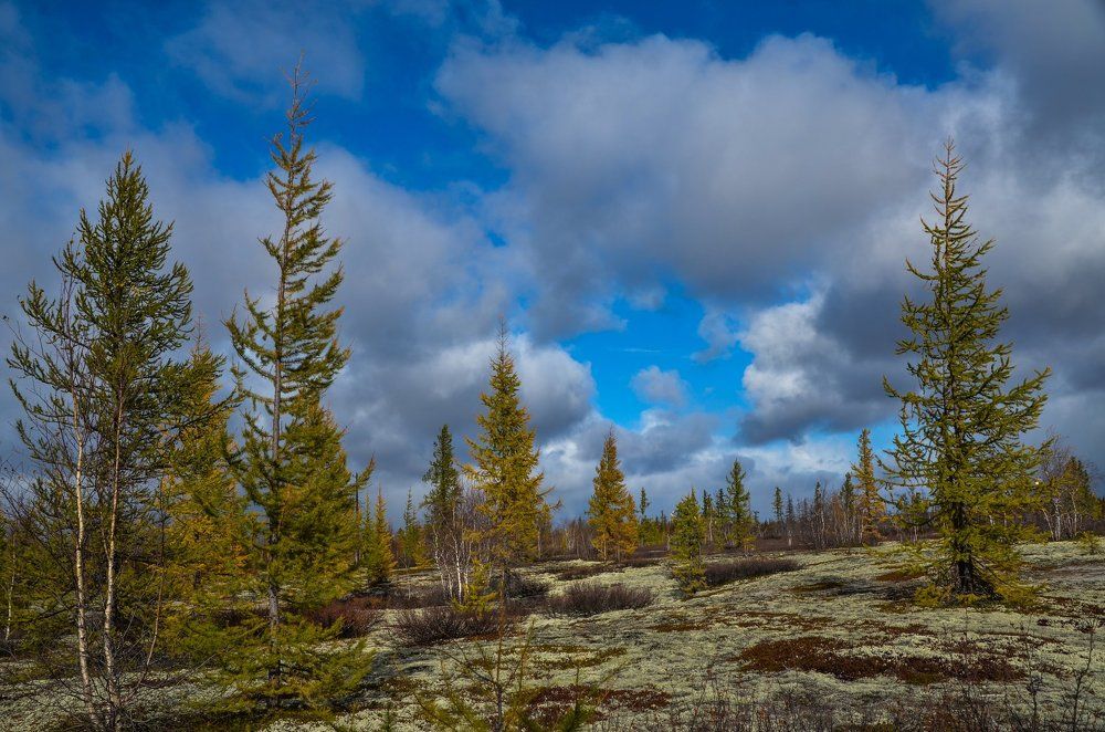 Лесотундра