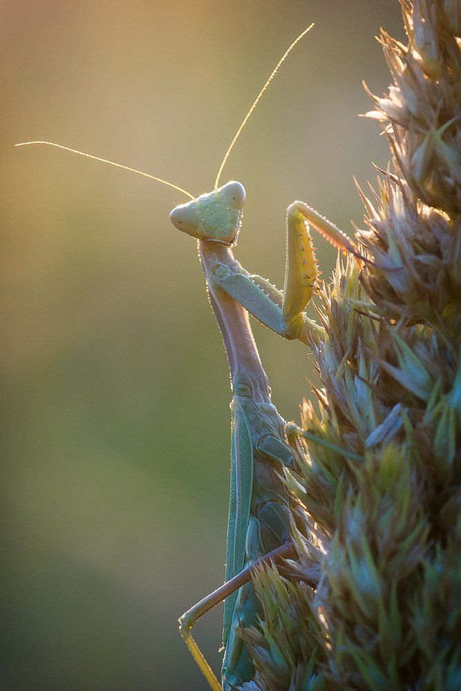 солнцепоклоник