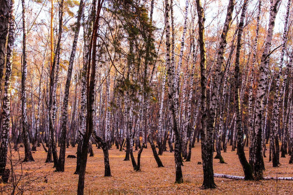 берёзы - олицетворение русской души