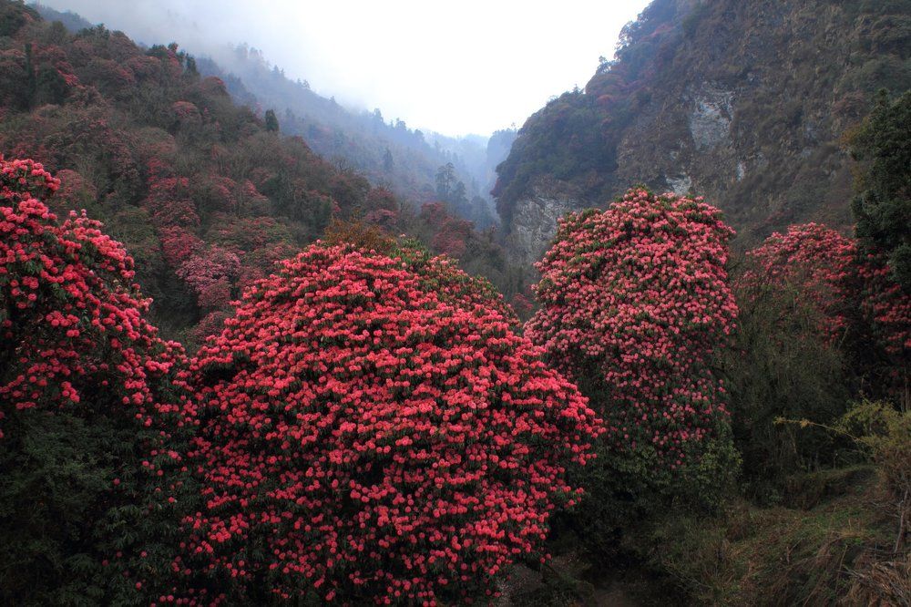 Сказочный лес