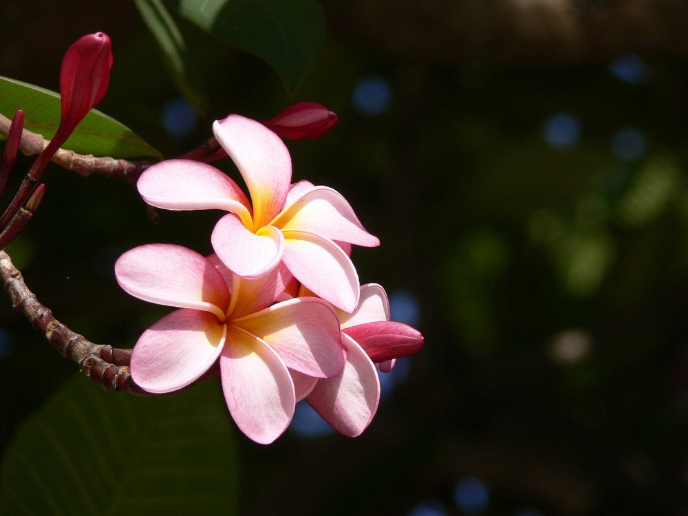 Pink Petals with a touch of yellow
