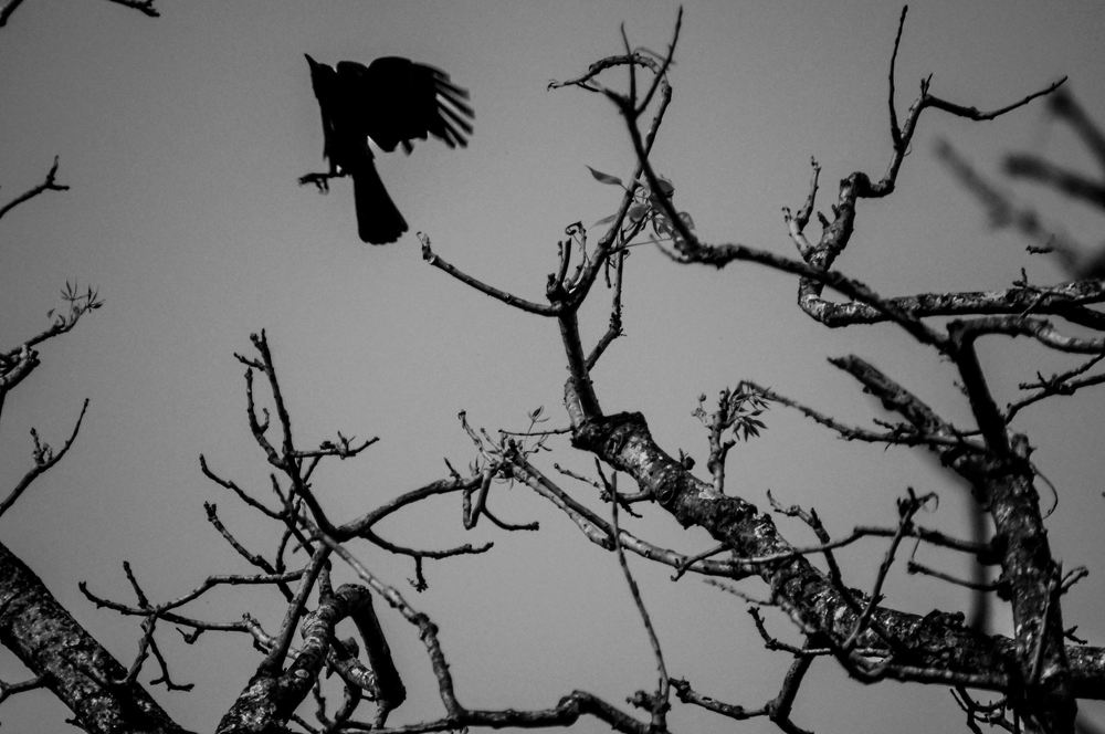 a haunting picture