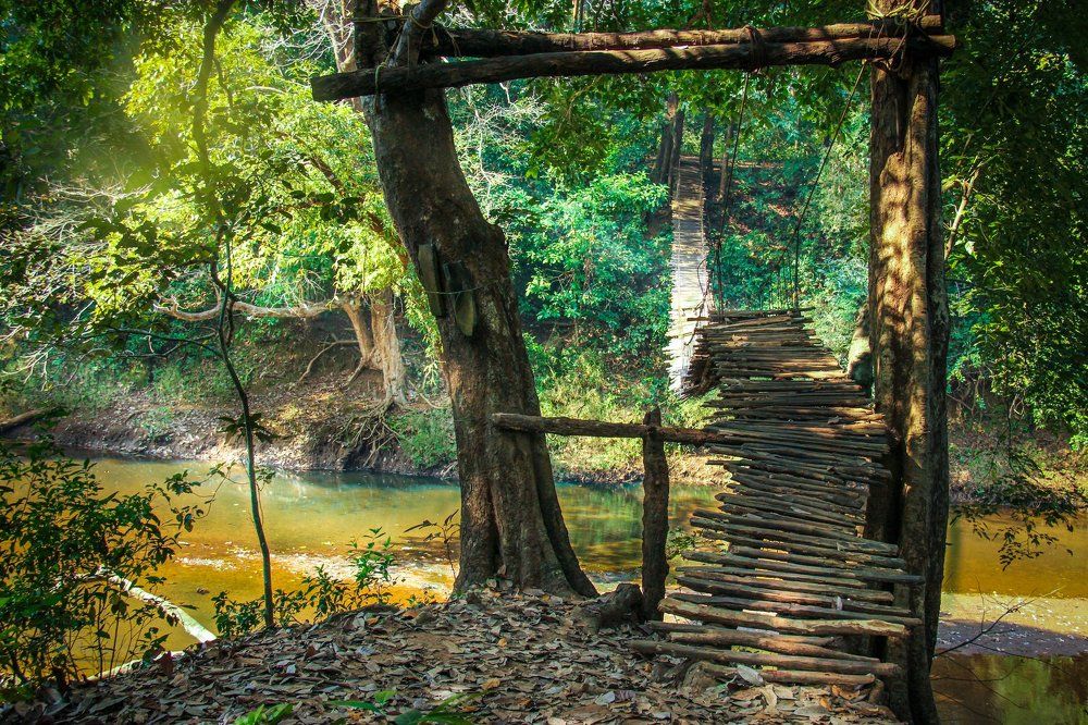 nature hanging bridge