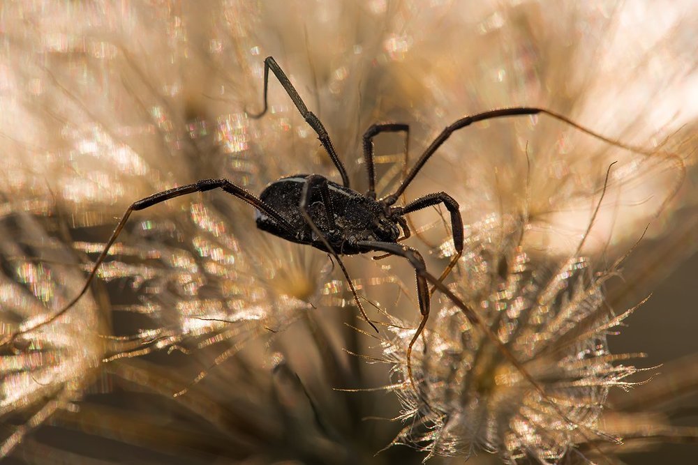 ОНИ УЖЕ ЗДЕСЬ!
