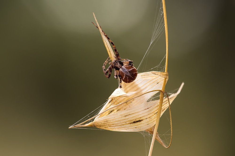 НОЕВ КОВЧЕГ