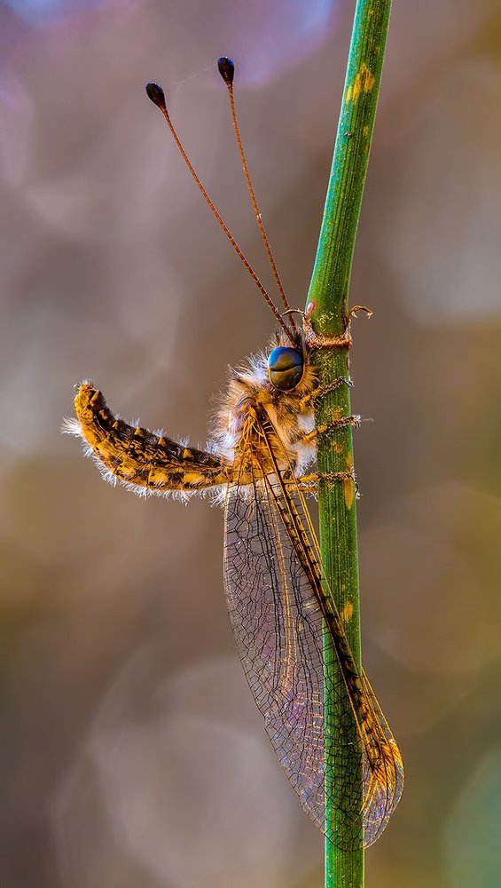 ЗОЛОТОЙ АСКАЛАФ.