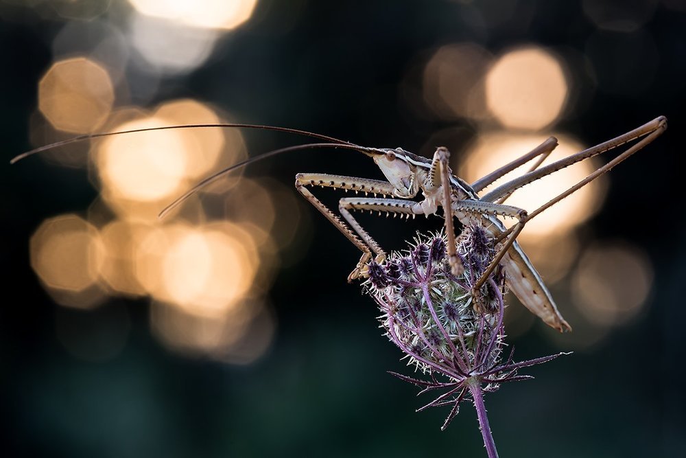 ДЫБКА-СРАШНЫЙ ХИЩНИК!