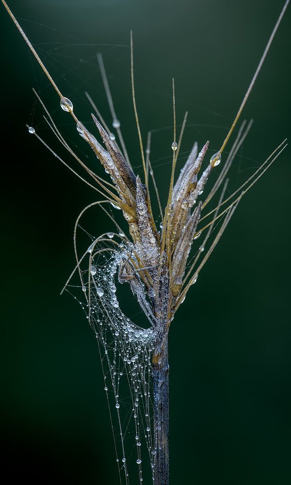 АЛМАЗНОЕ ГНЕЗДО.