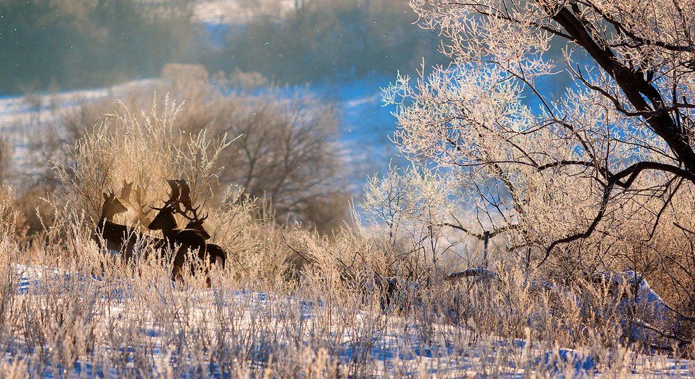 Утренняя прогулка
