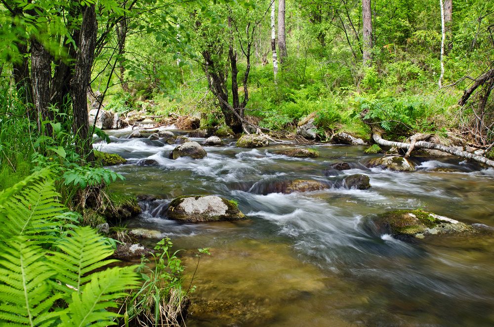 Лесная прохлада