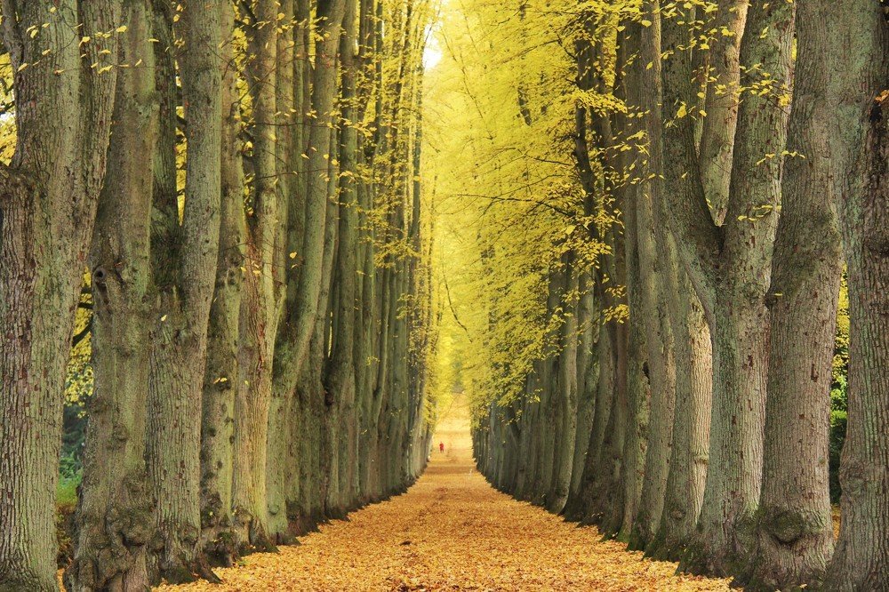 К нам как-то осень приходила...