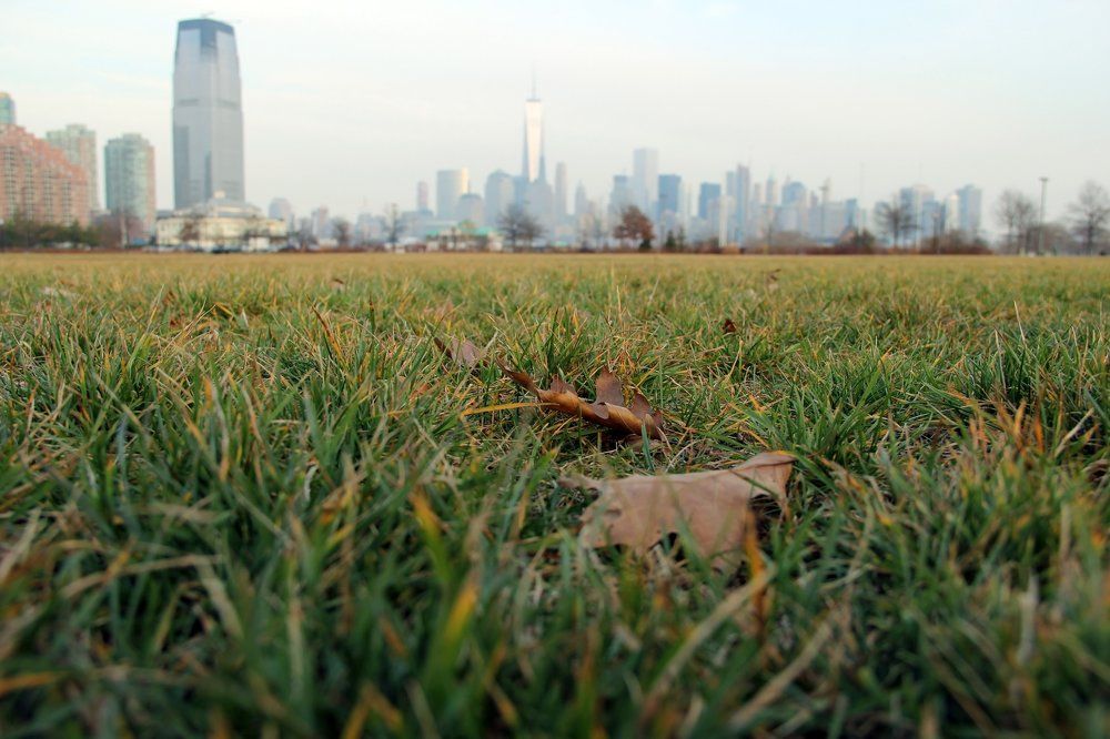 Опавшие листья