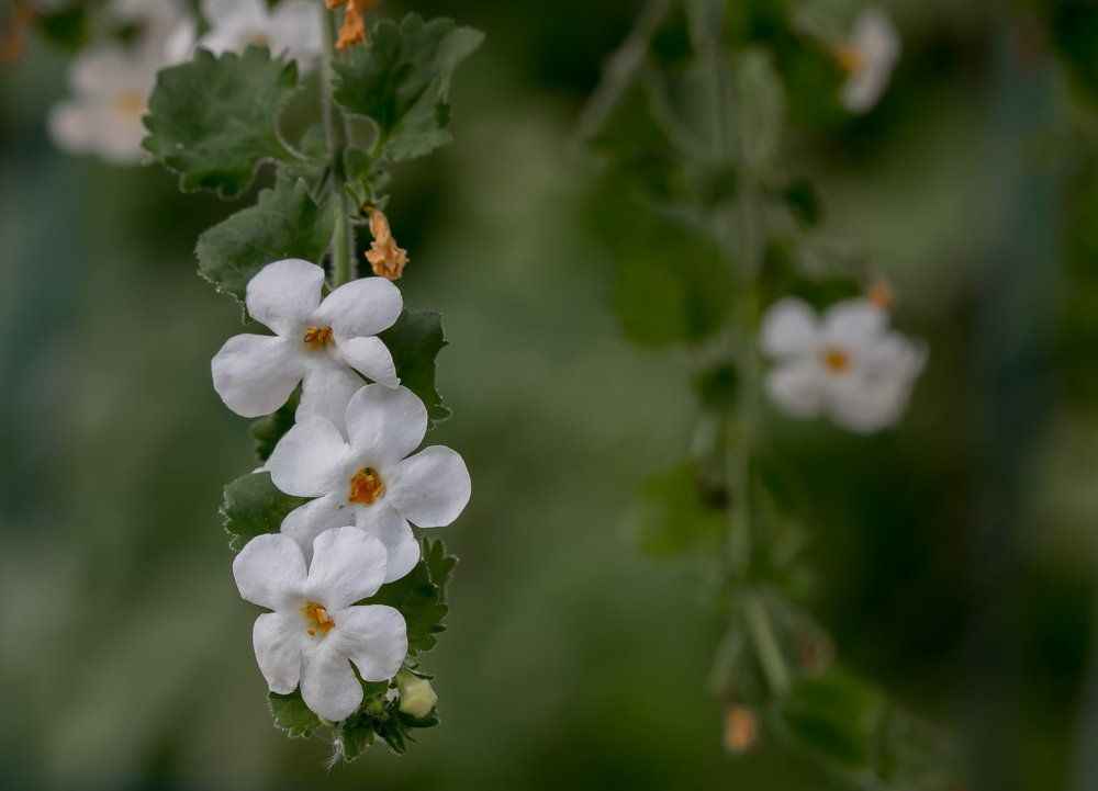 Летний этюд