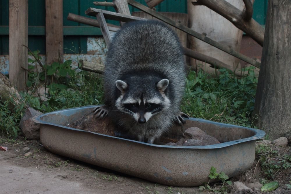 Символ года