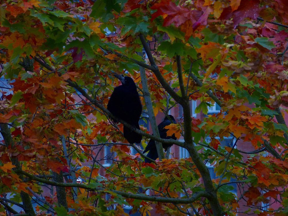 Грач в красках осени