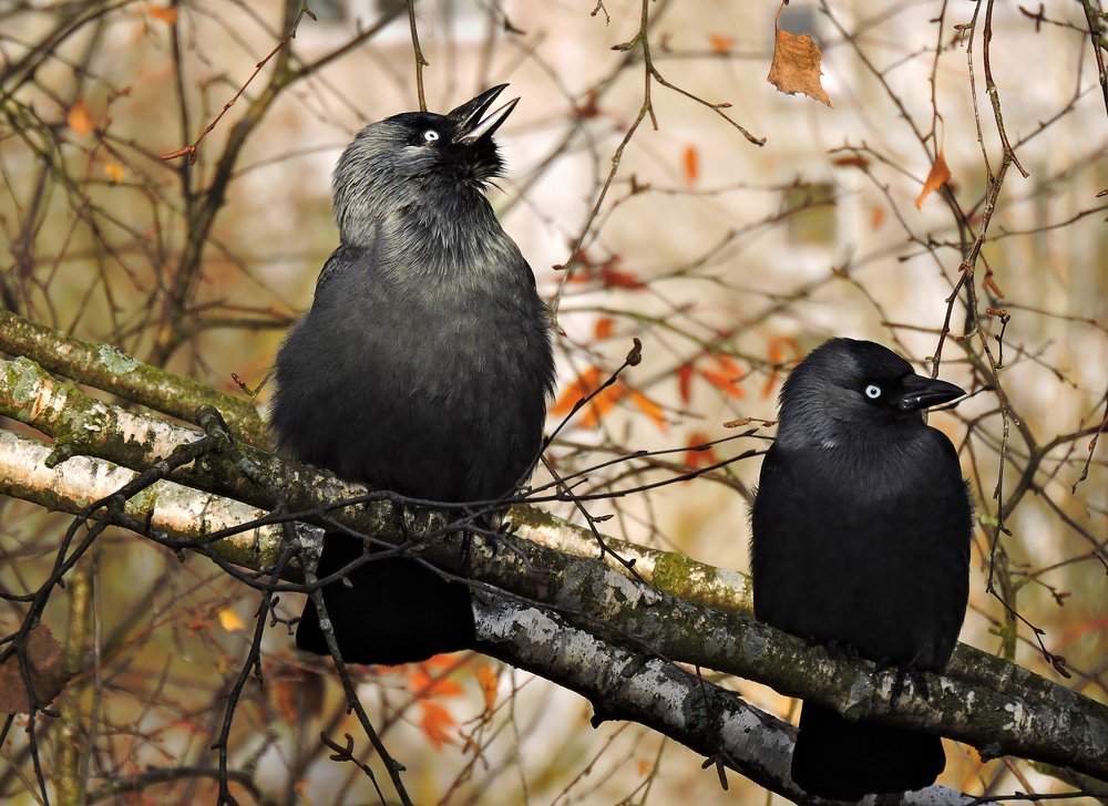 Песня для любимой