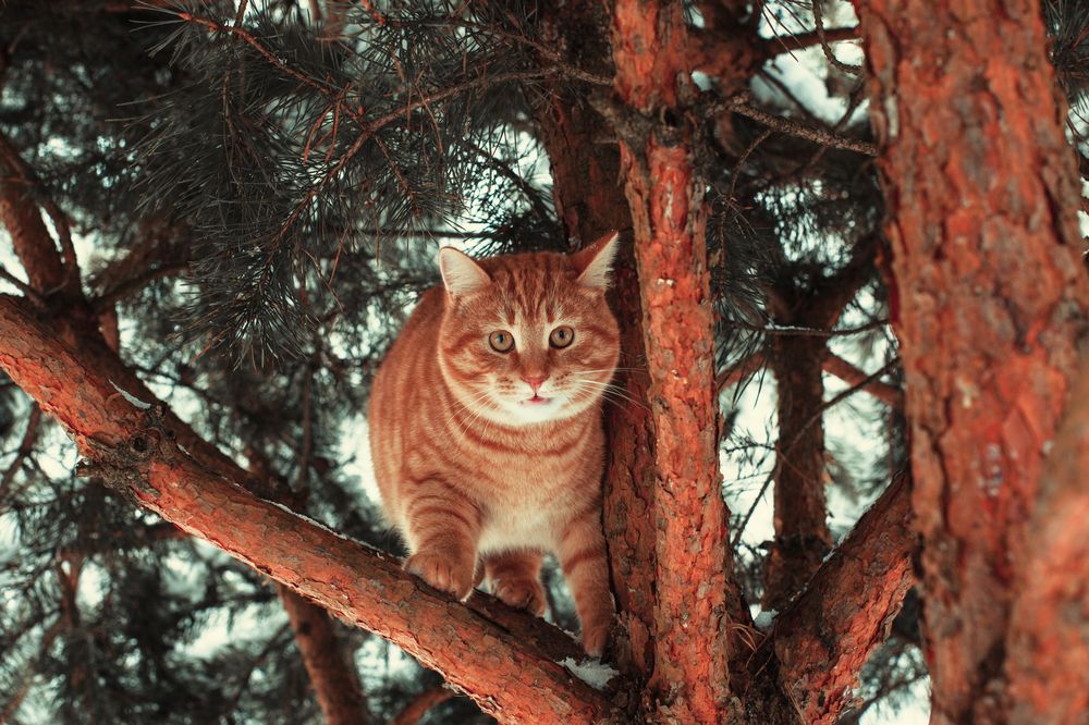 Photograph by Елена Гордеева