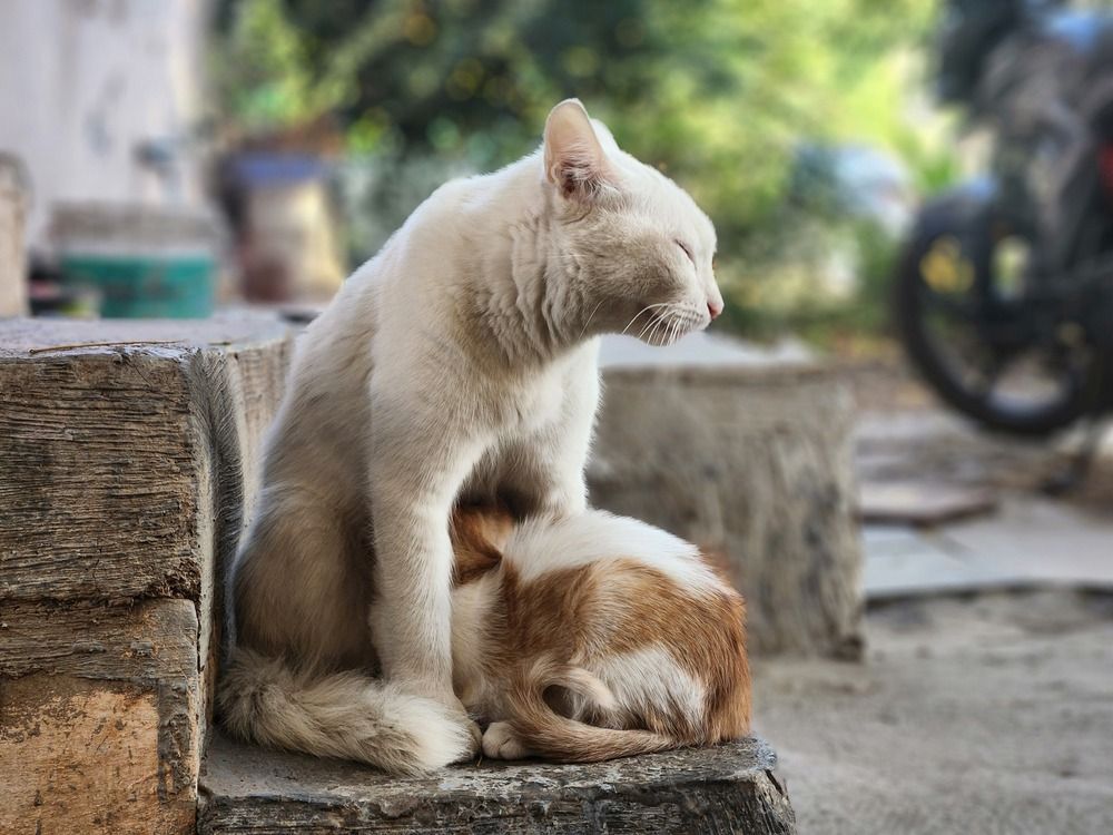 Photograph by Shreyas Kulkarni