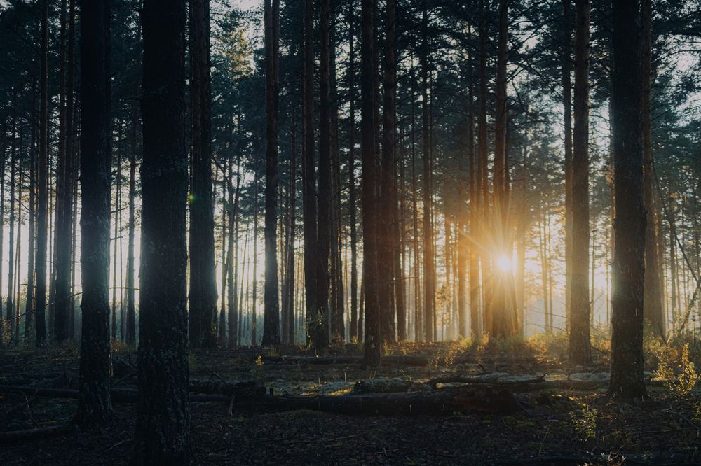 Фотография автора Третьяков Даниил