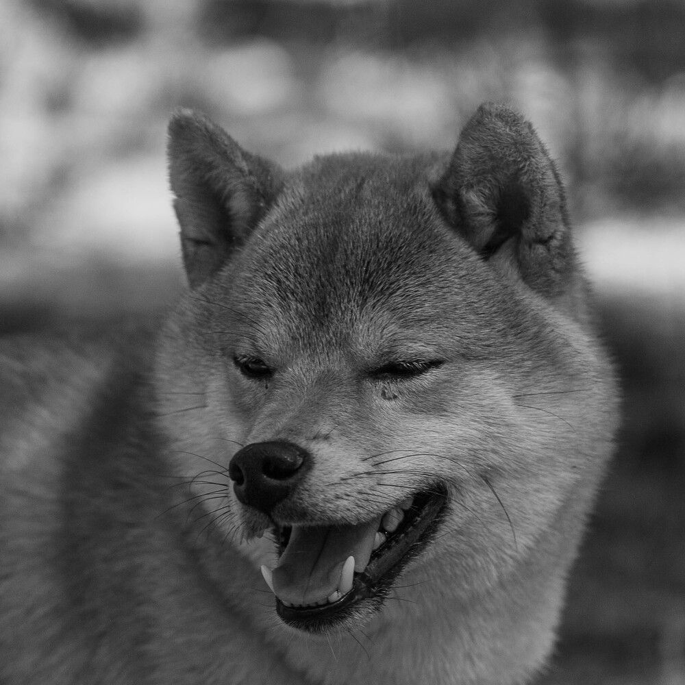 Хитрый морд