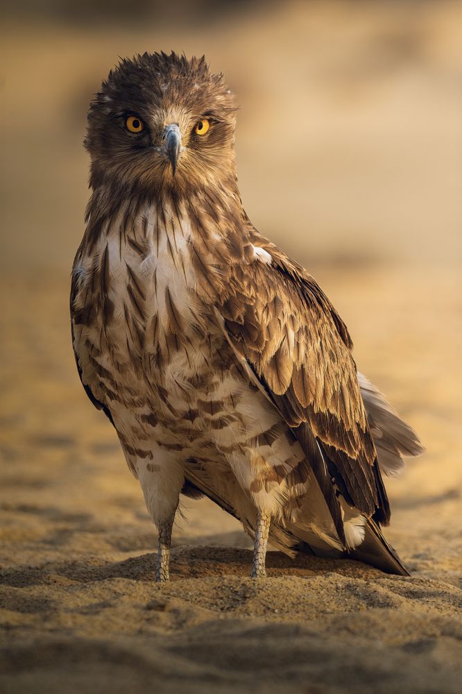 Фотография автора sherif Abdallah