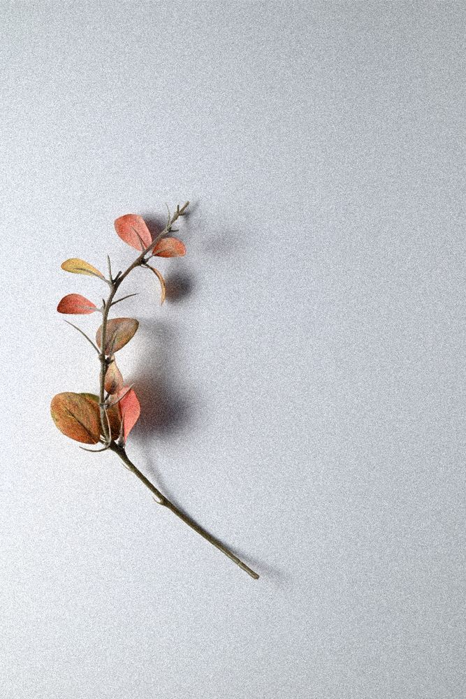 Фотография автора Olga Taran