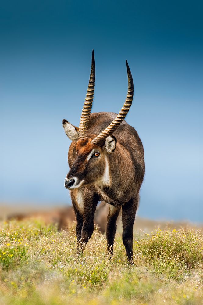 Фотография автора sherif Abdallah