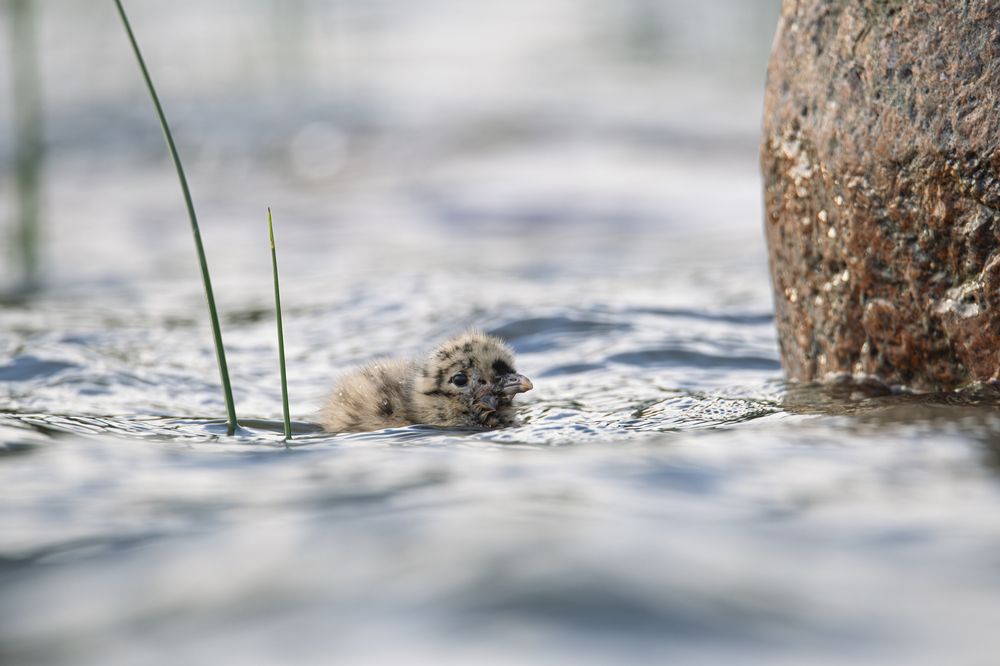 Кроха пуховичок