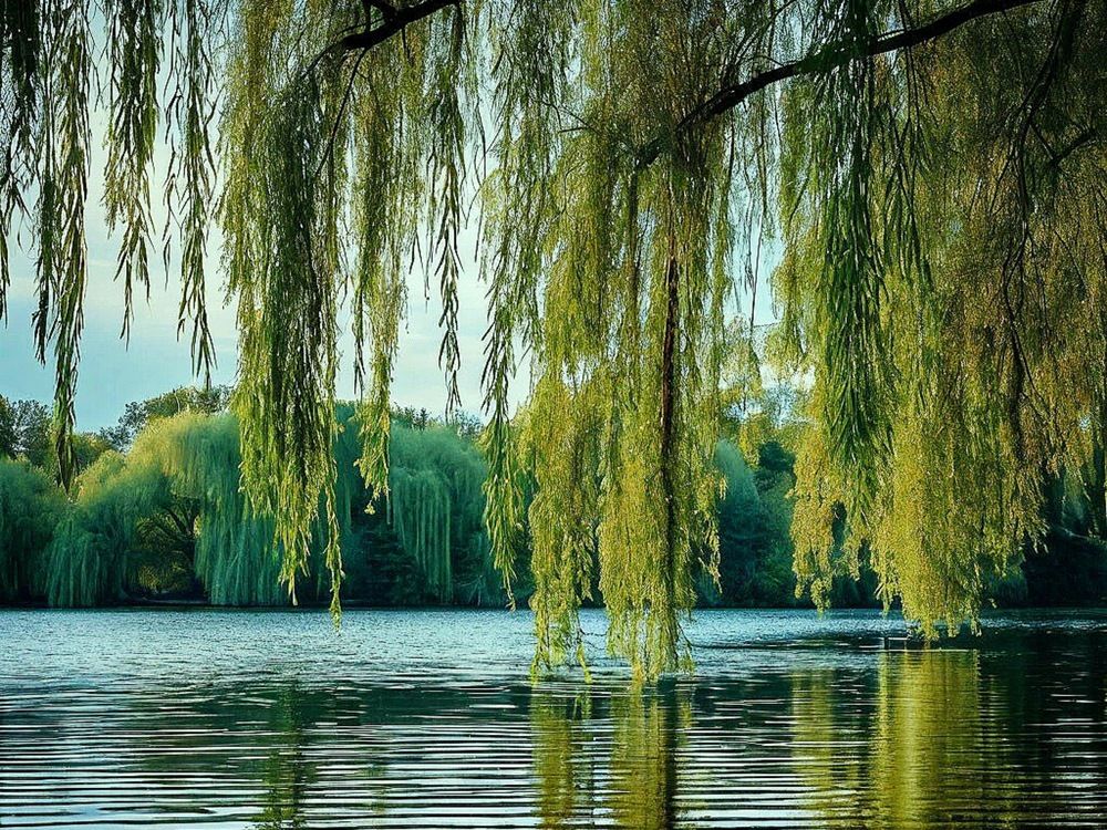Photograph by Ольга Сай