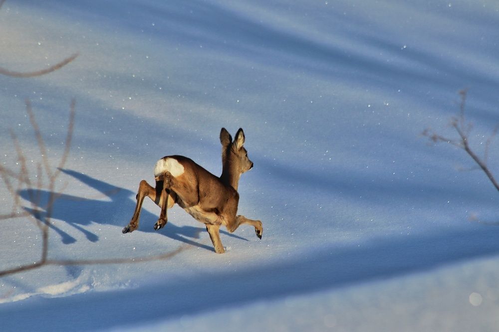 Фотография автора Роман Савин