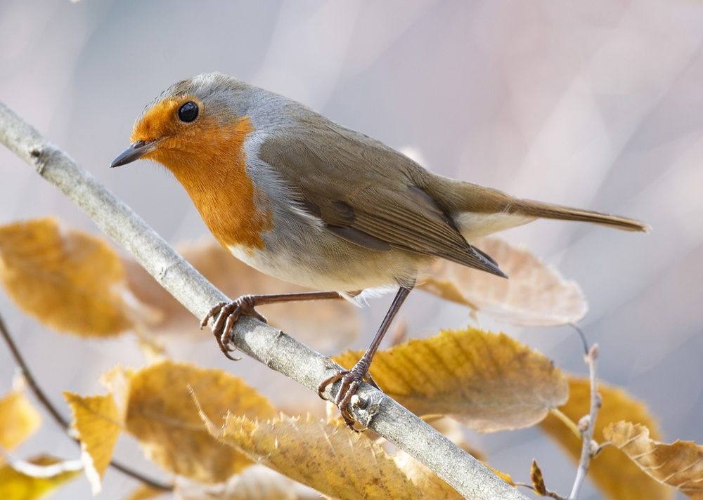 Photograph by Gurdina Lena