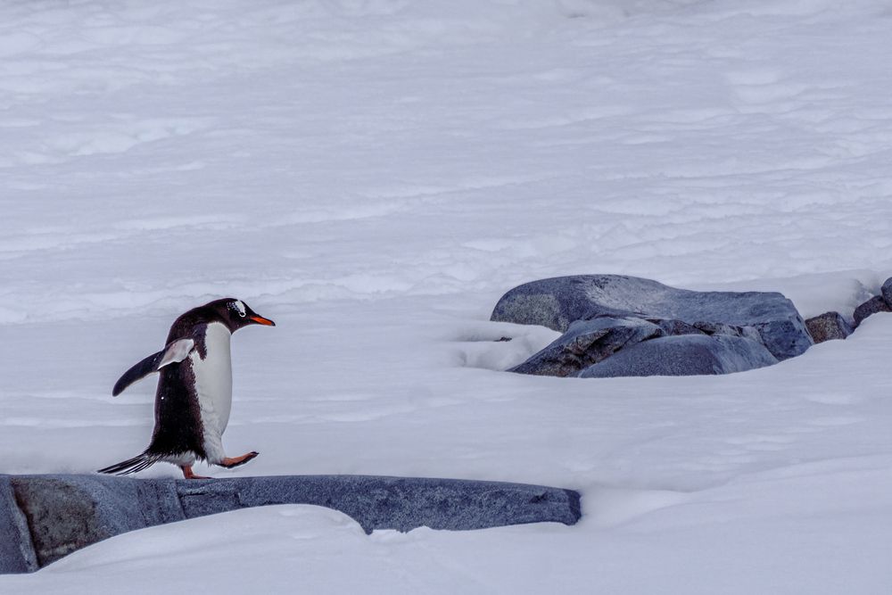 Фотография автора gagarin andrey