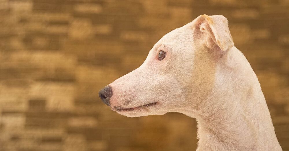 Photograph by Marco Lopes