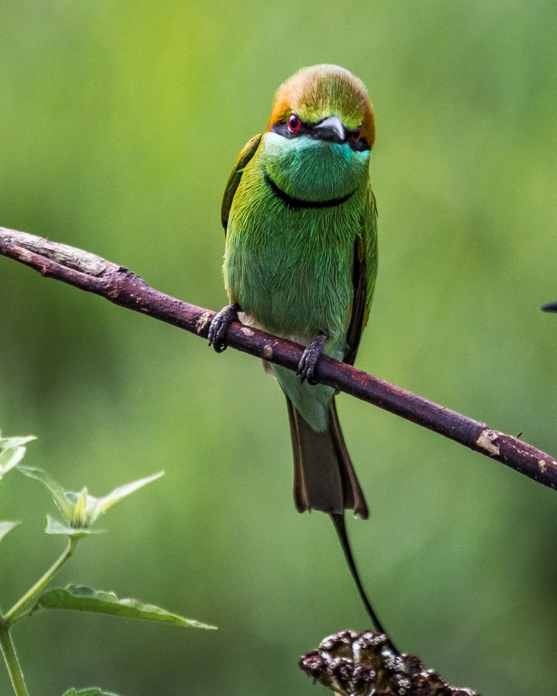 Зеленые птахи