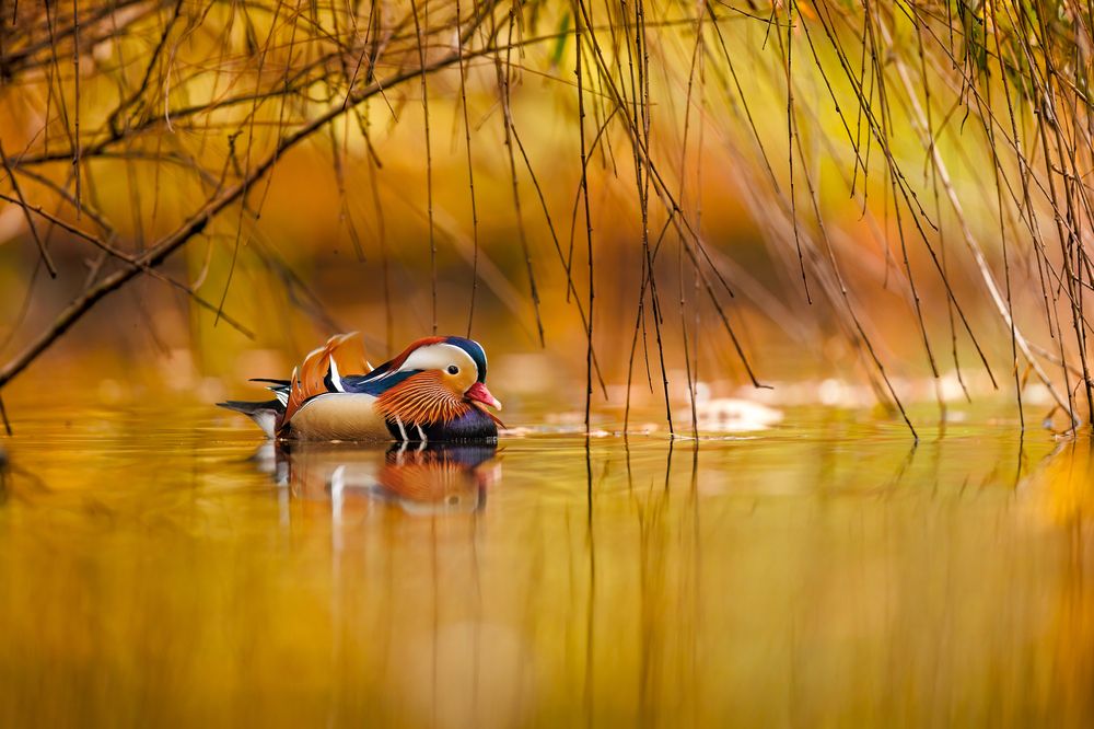 Фотография автора Patryk Kurc