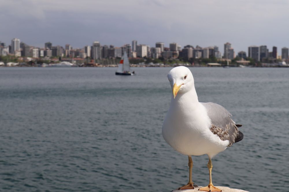 Photograph by Елена Побродилина