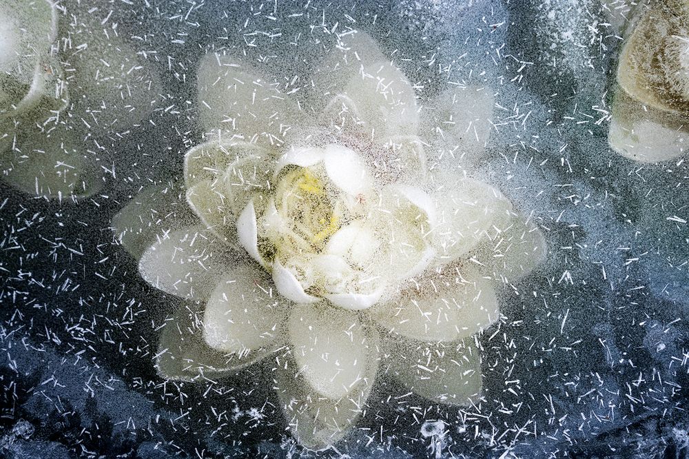 Ice Flower