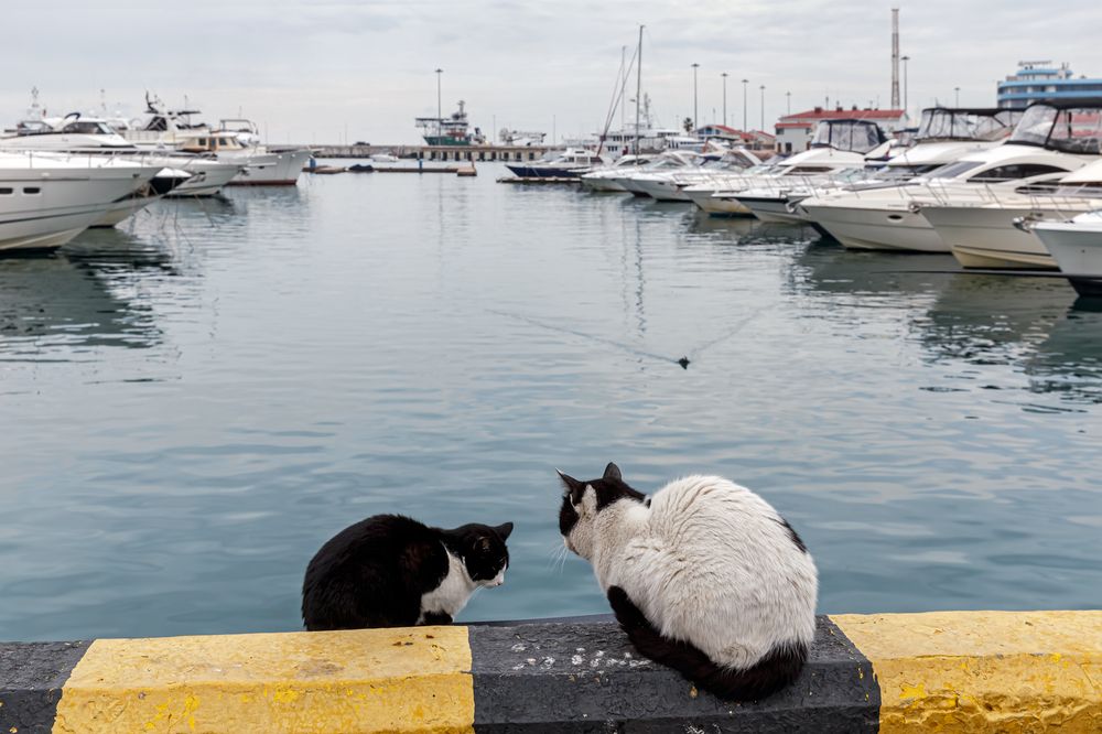 Неразлучная пара